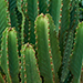 cacti