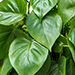 philodendron