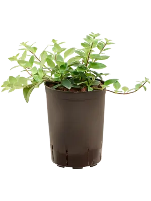 Aeschynanthus lobbianus
