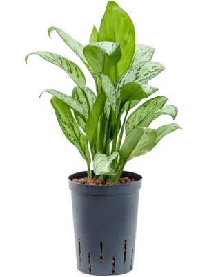 Aglaonema 'Christina'