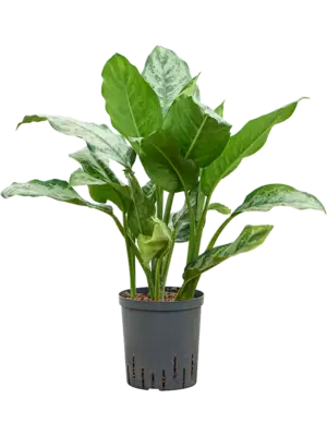 Aglaonema 'Chantal'