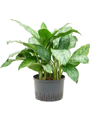 Aglaonema 'Chantal'