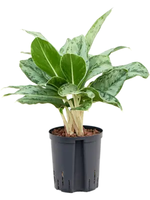 Aglaonema 'Cintho Queen'