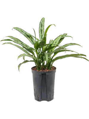 Aglaonema 'Cutlass'