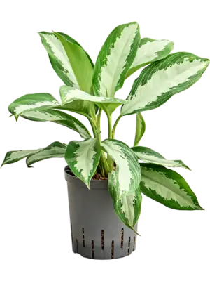 Aglaonema 'Diamond bay'