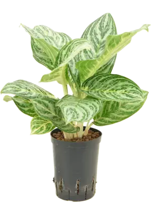 Aglaonema 'Golden Madonna'