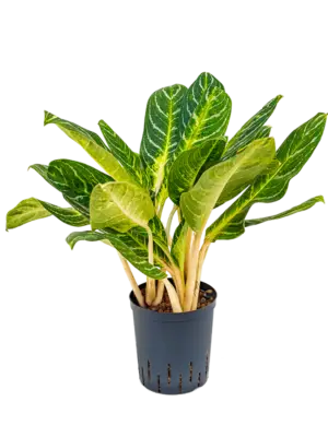 Aglaonema 'Key lime'