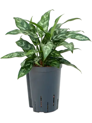 Aglaonema 'Maria'