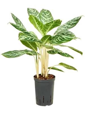 Aglaonema 'Madonna'