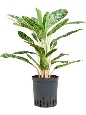 Aglaonema 'Madonna'