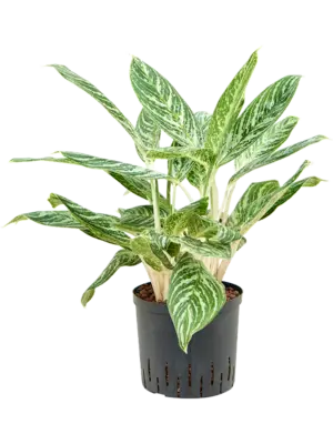Aglaonema 'Madonna'