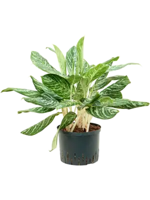 Aglaonema 'Madonna'