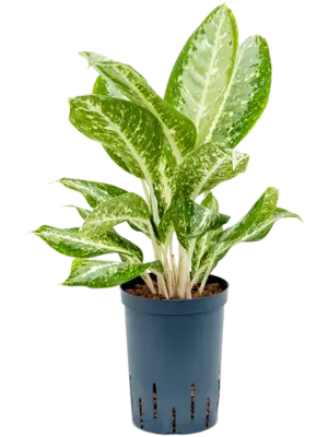 Aglaonema 'Milky way'