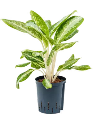 Aglaonema 'Milky way'