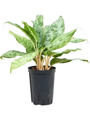 Aglaonema 'Pavo real'