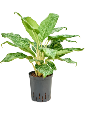 Aglaonema 'Pavo real'
