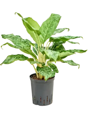 Aglaonema 'Pavo real'