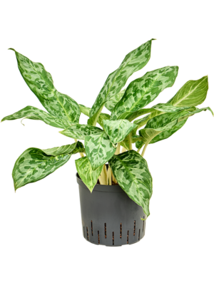 Aglaonema 'Pavo real'