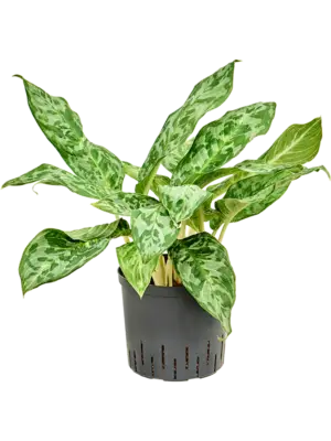 Aglaonema 'Pavo real'