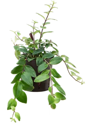 Aeschynanthus lobbianus
