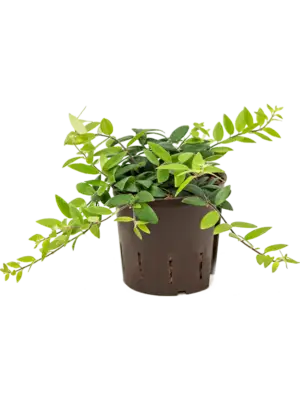Aeschynanthus lobbianus
