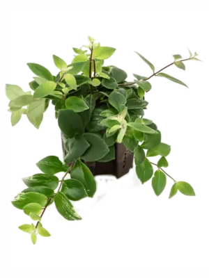 Aeschynanthus lobbianus 'Variegata'