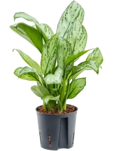 Aglaonema