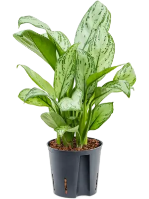 Aglaonema 'Christina'
