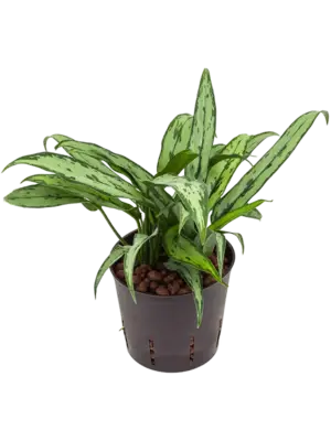 Aglaonema 'Cutlass'