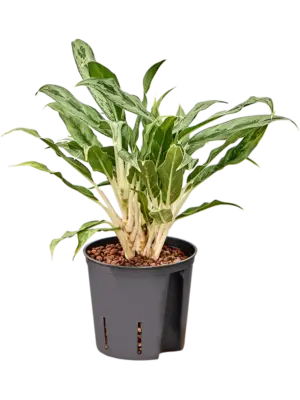 Aglaonema 'Greyhound'