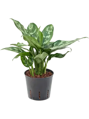Aglaonema 'Maria'