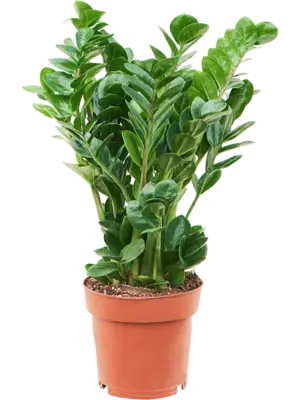 Tuft