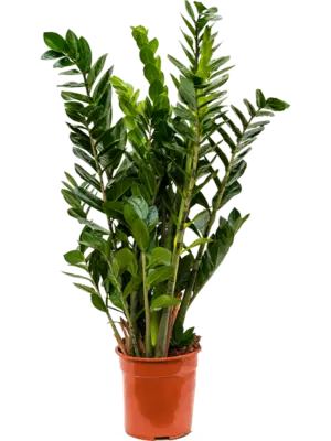 Tuft