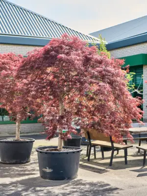 Acer pal. diss 'Crimson Queen'