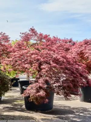 Acer pal. diss 'Crimson Queen'