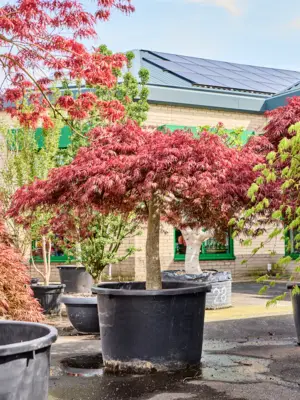 Acer pal. diss 'Crimson Queen'