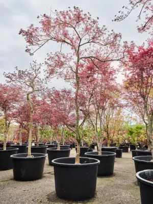 Acer pal. diss. 'Garnet'