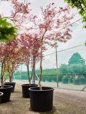 Acer pal. diss. 'Garnet'