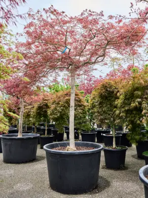 Acer pal. diss 'Ornatum'