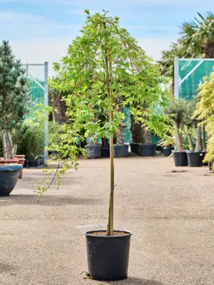 Acer pal. 'Ryusen' (160-170)