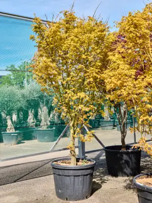 Acer pal. 'Sode Nishiki' (280-320)
