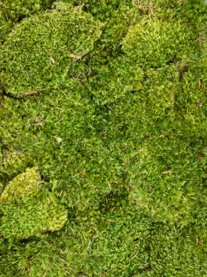 Hairmoss