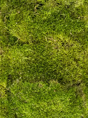 Longmoss