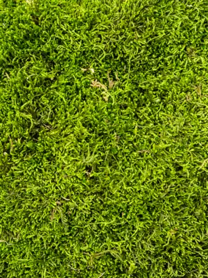 Longmoss