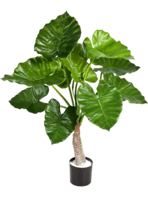 Alocasia Calidora