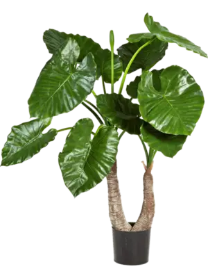 Alocasia Calidora
