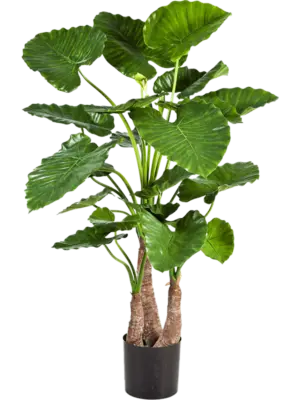 Alocasia Calidora