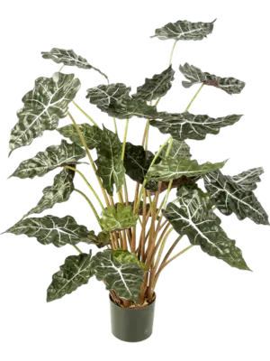 Alocasia