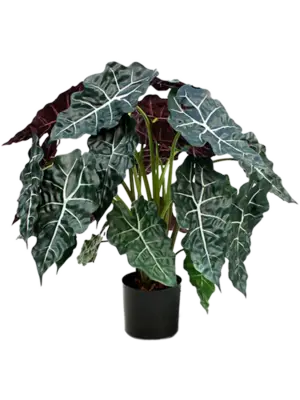 Alocasia Polly