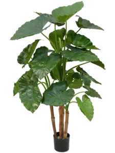 Design Plants